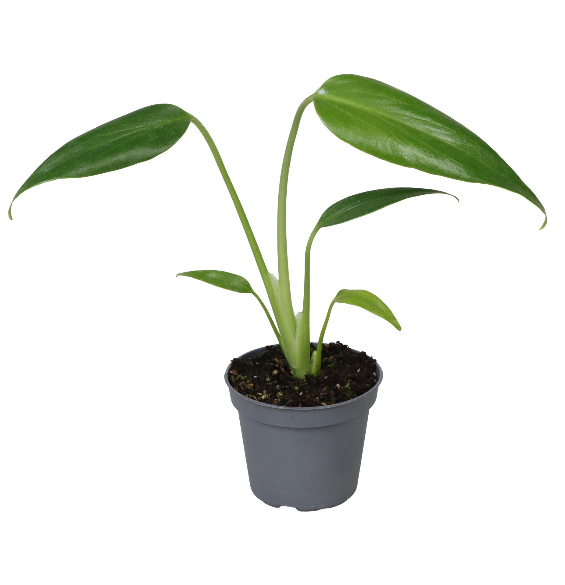MM-MEC-0586 - 0